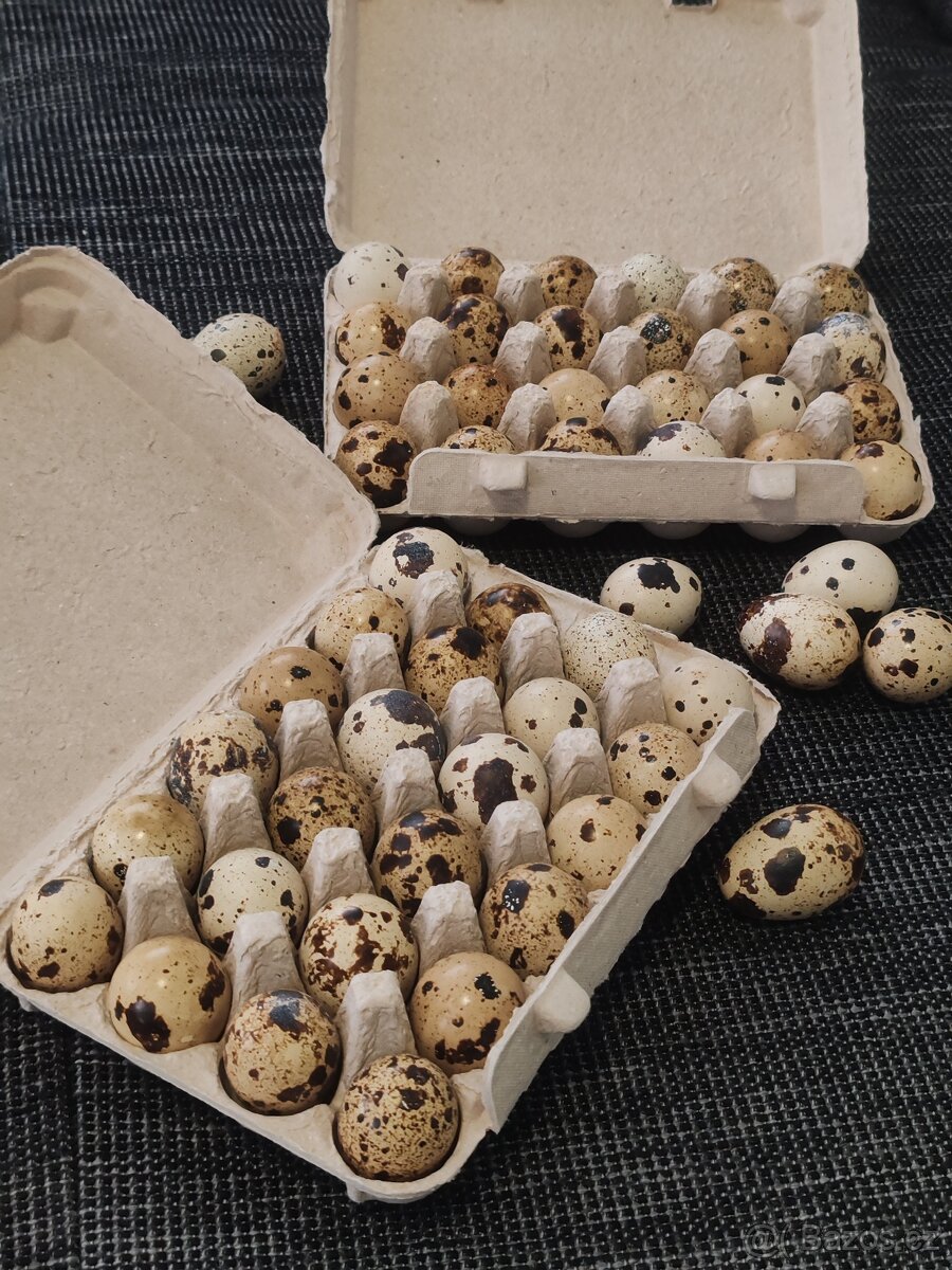 Násadová křepelčí vejce, vajíčka - 2