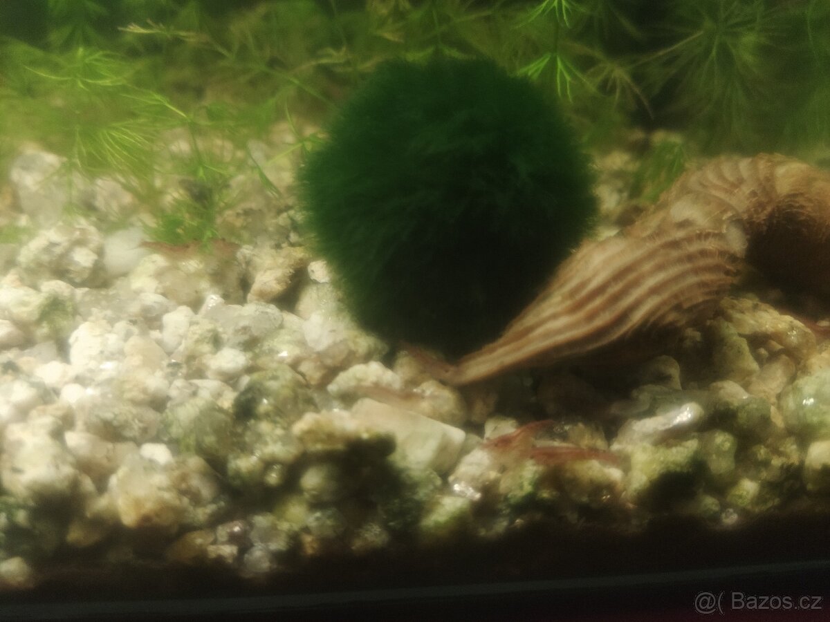 Krevetky Red Cherry 10+1 ZDARMA - 2