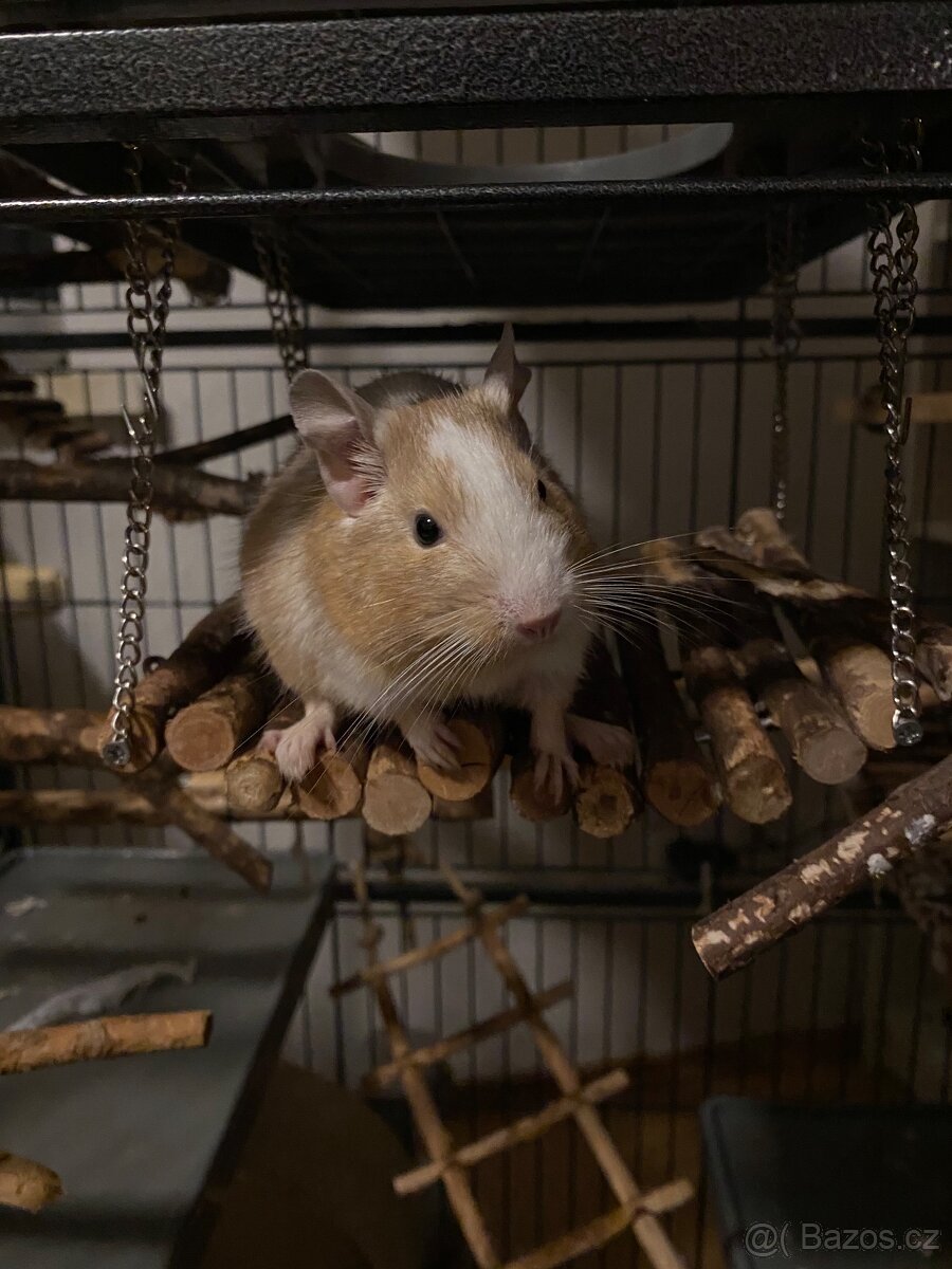 Osmák degu - 2