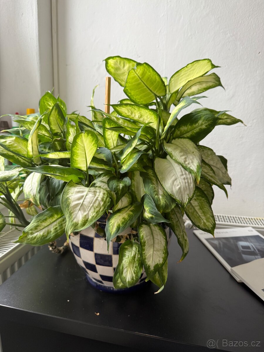 Dieffenbachia - 2