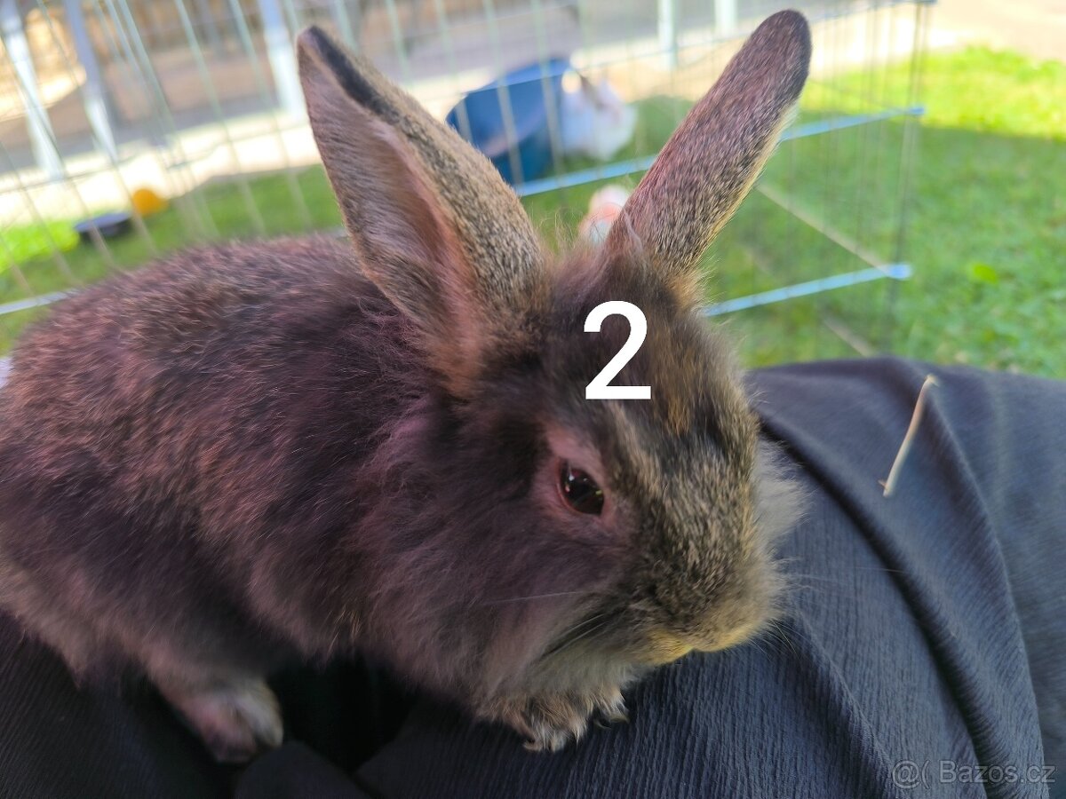 Zakrslý králík prodej - 2