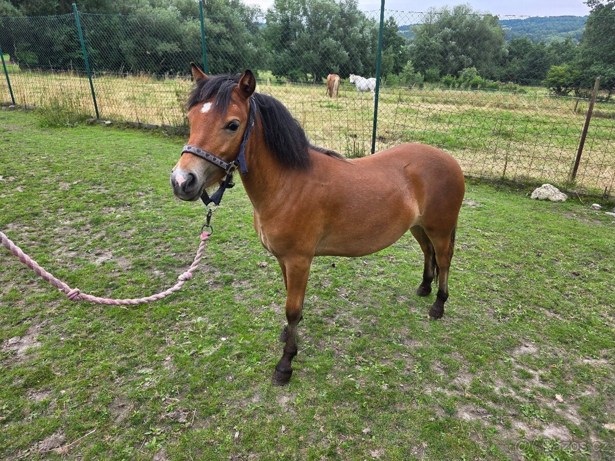 Prodám roční kobylku welsh part-bred - 2