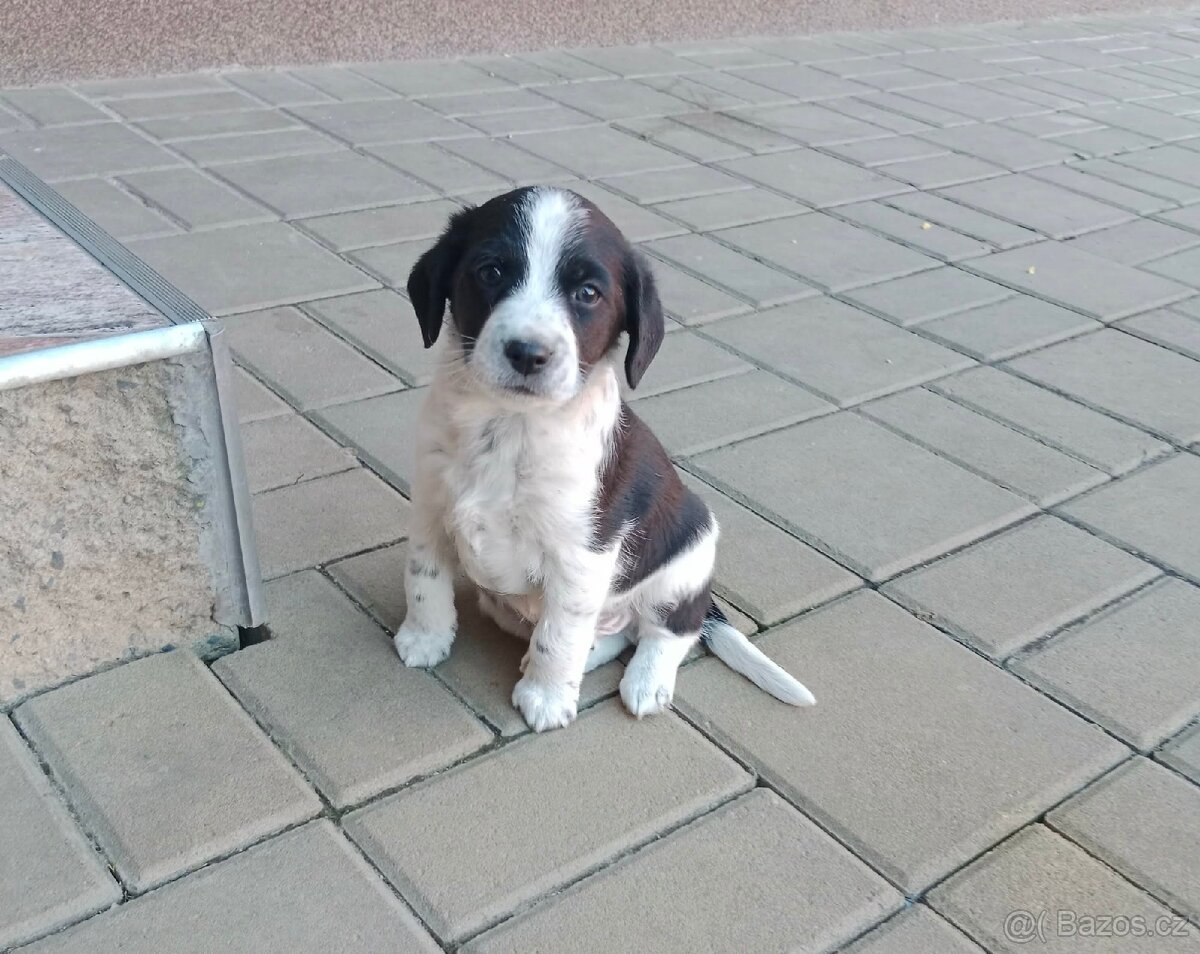 Jack Russel teriér - 2