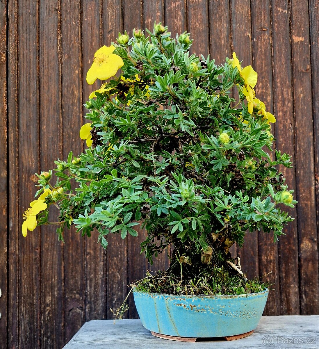 Bonsai, Bonsaj - Mochna 1 - 2