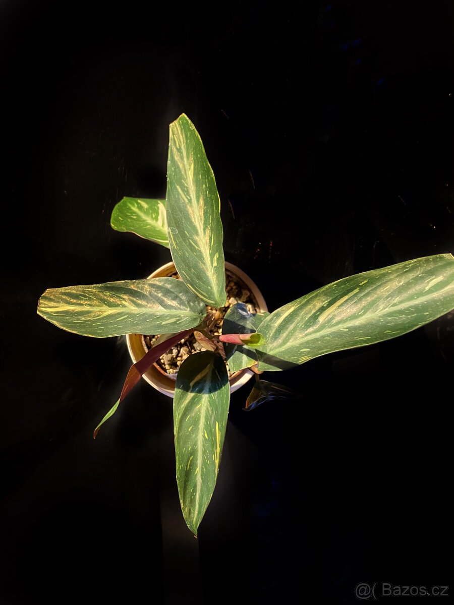 Stromanthe magic star - 2