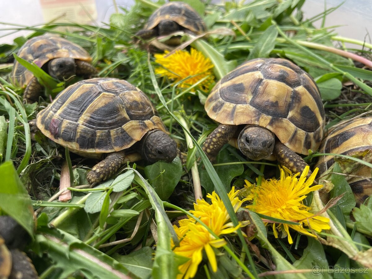 Želva zelenavá- Testudo hermanni - 2