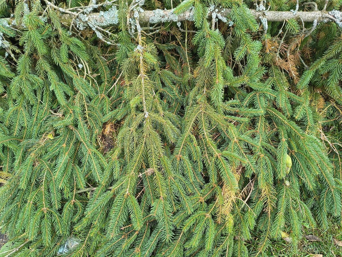 Chvoj, větve na věnce, smrkové chvojí - 2