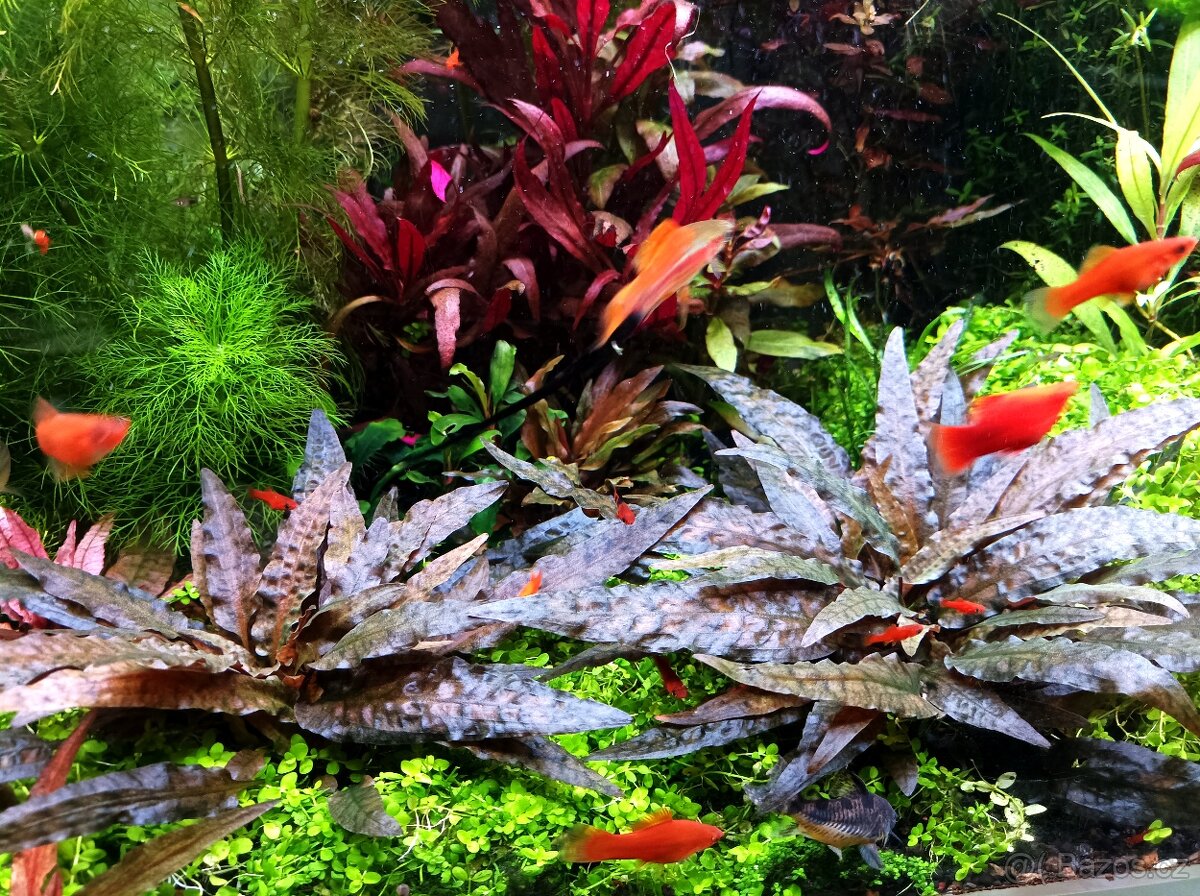 Mečovky, Molly, endler- Japan blue - 2