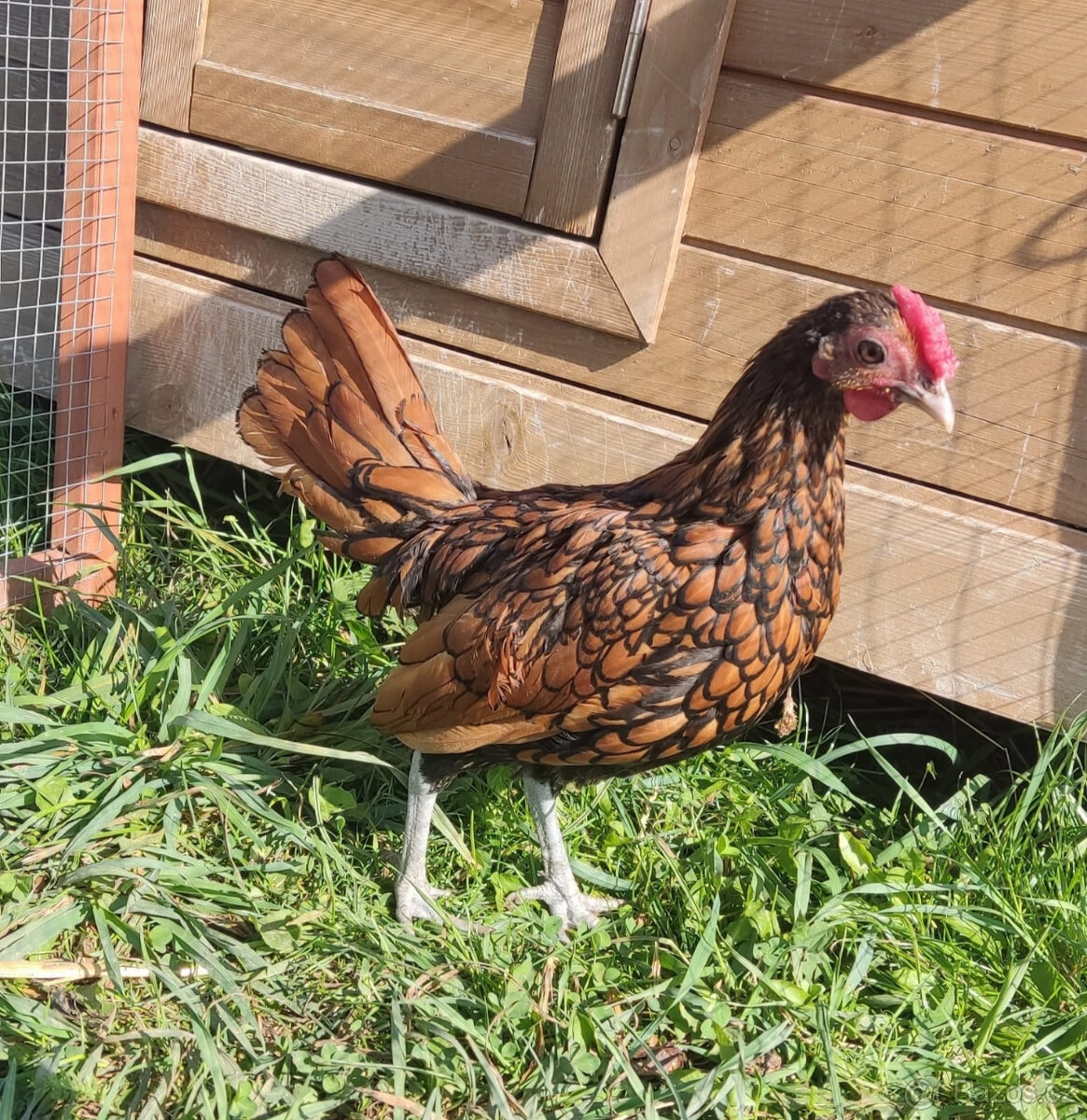 Sebritka kohoutek zlatý lemovaný - 2