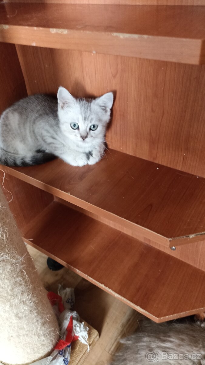 Britský whiskas kocourek s PP - 2