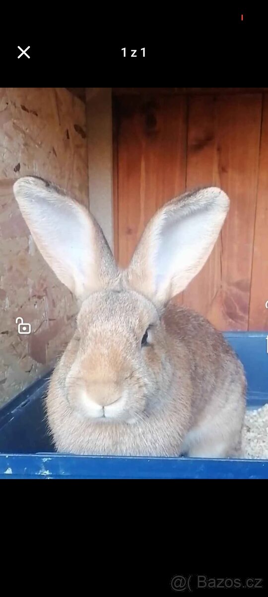 Králík - samec, samice - 2