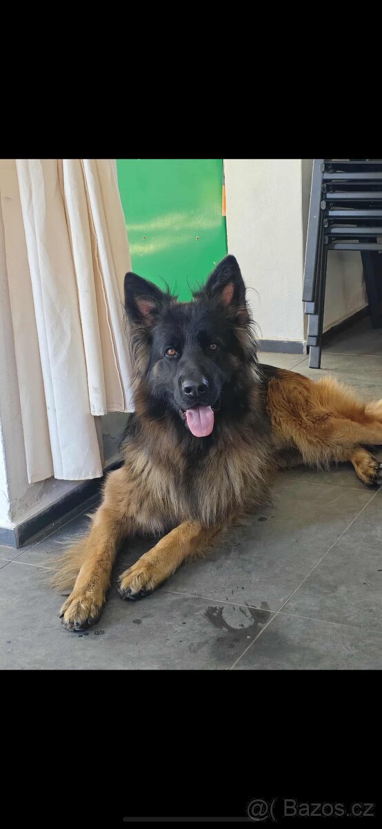 Německý ovčák štěňata s PP (dlouhosrstý) - 2
