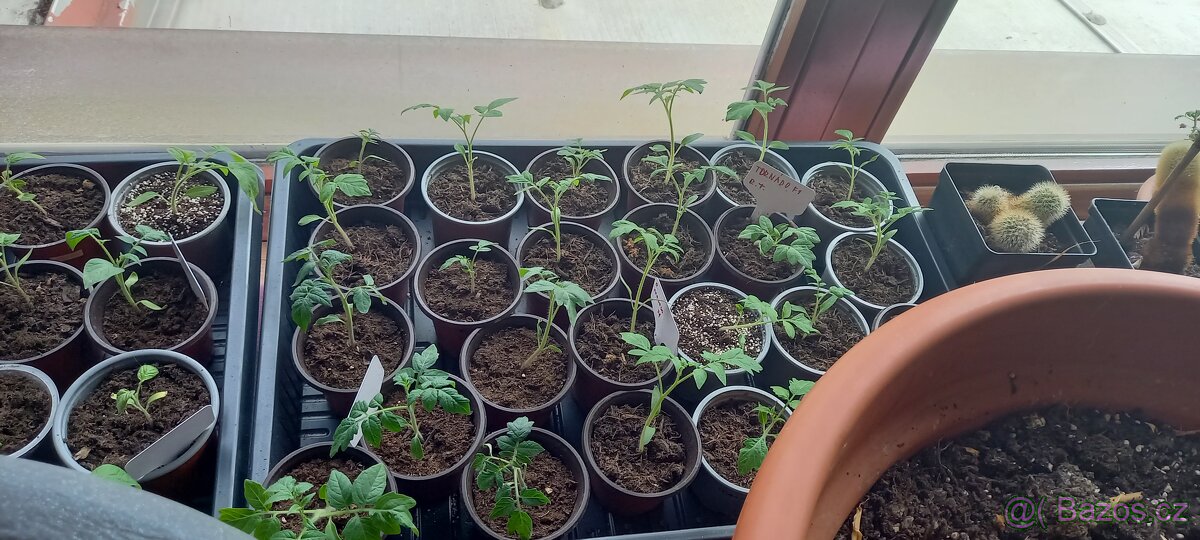 Sazenice Rajčat - 2