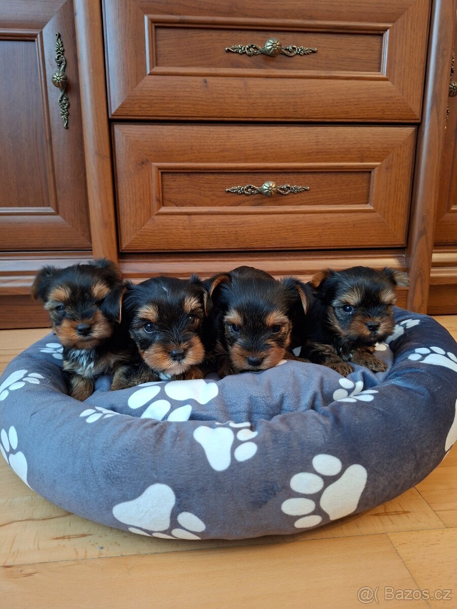 Yorkšírsky teriér - 2