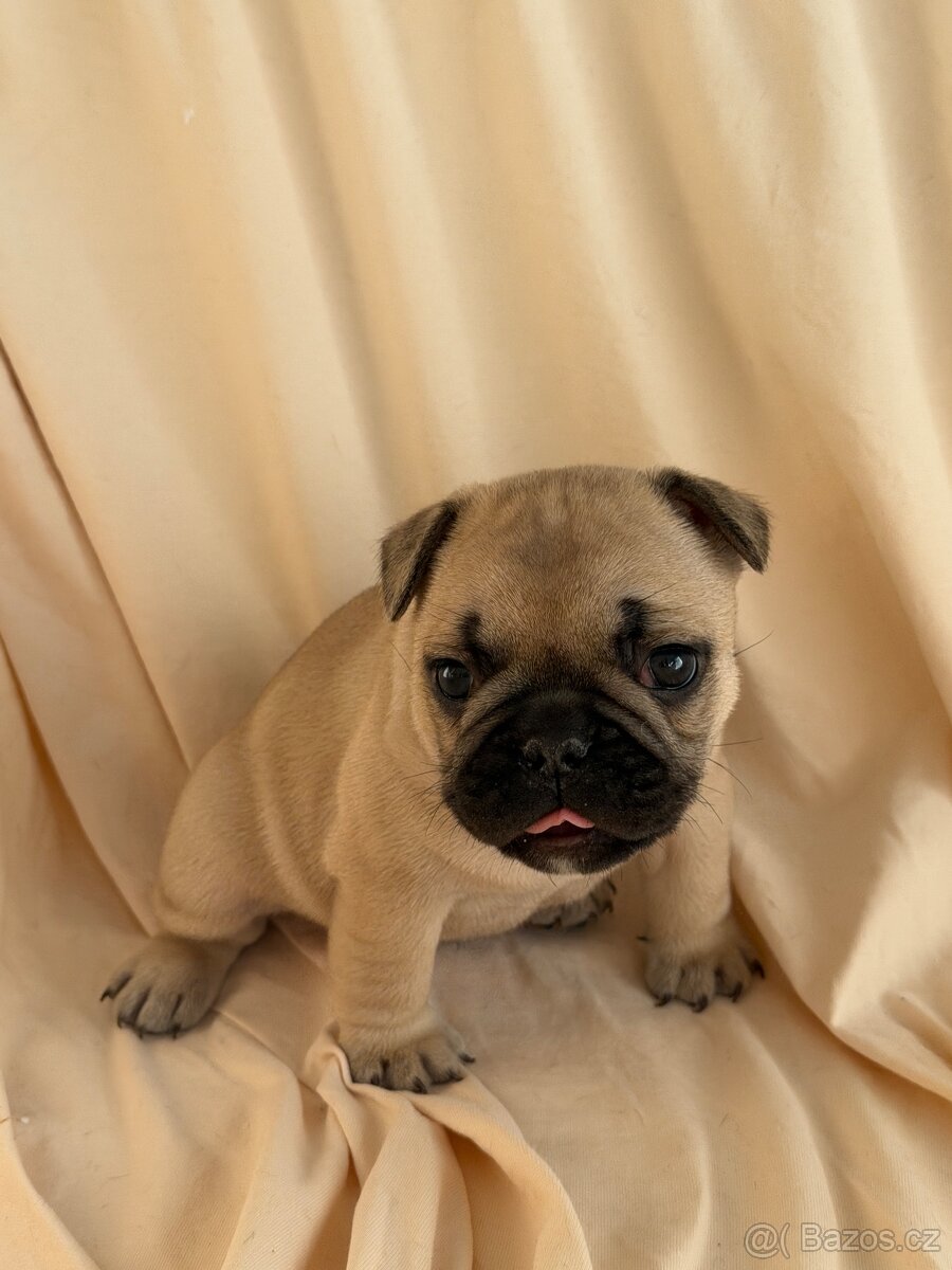 Štěně francouzského buldočka - 2