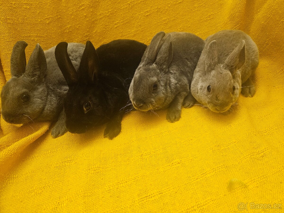 Zakrslý králíček - 2