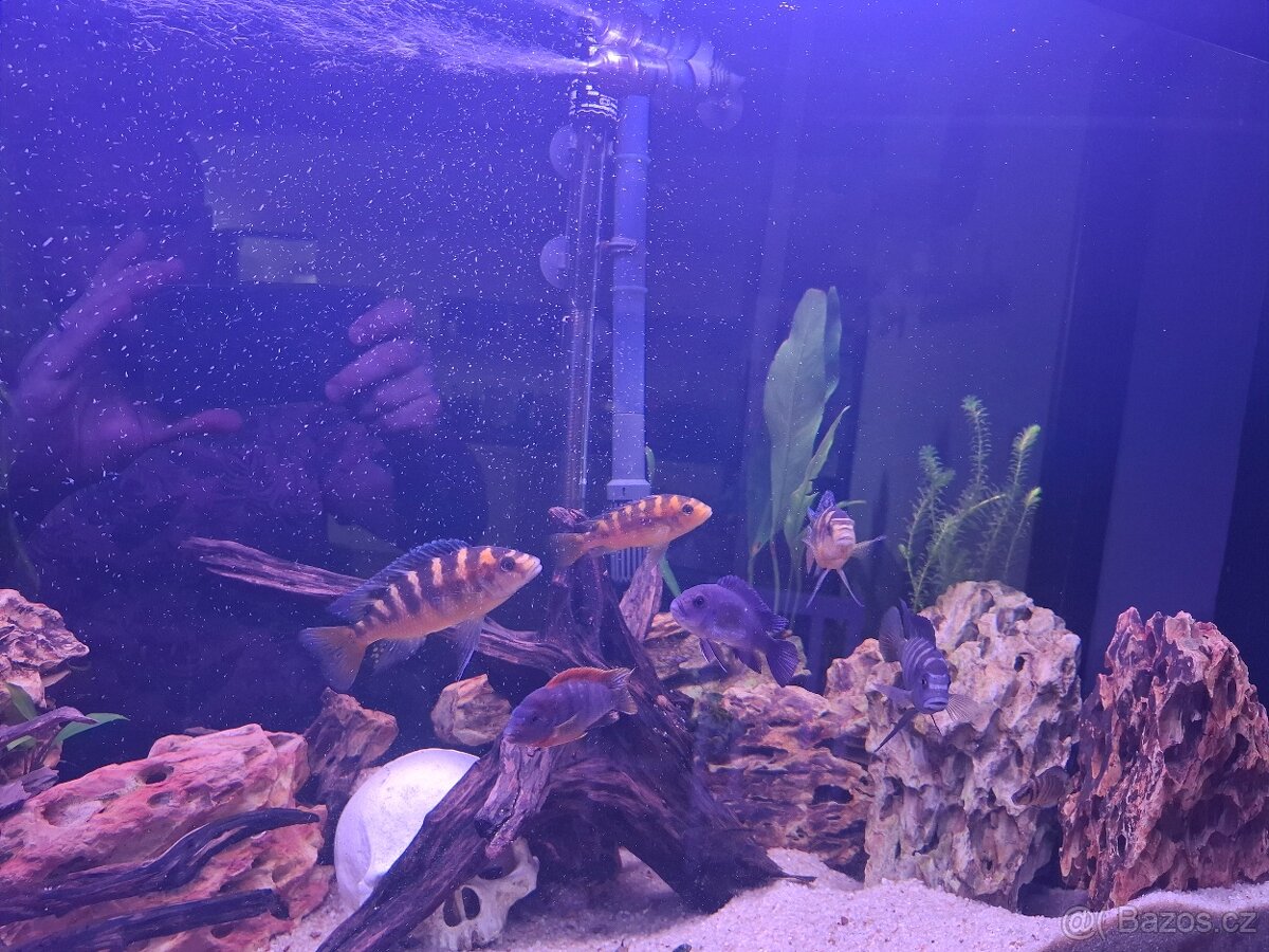 Daruji mix malawi - 2