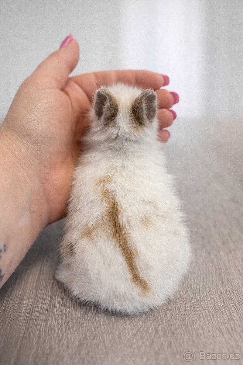 Zakrslý králíček teddy - samec - 2
