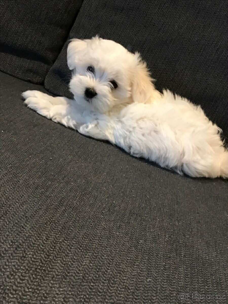Maltézsky psík - 2