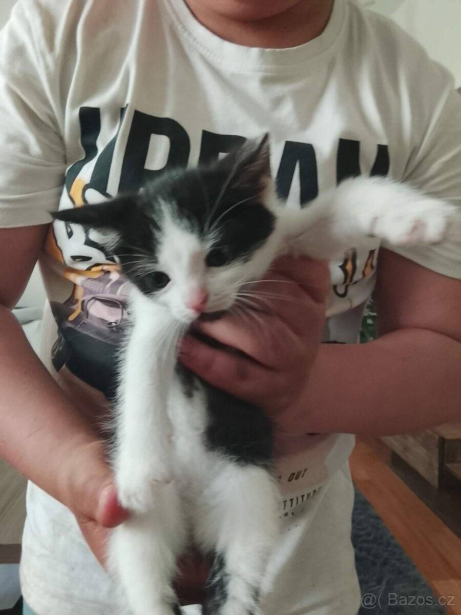 Koťata, kotě - 2