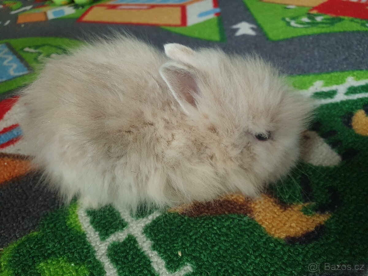 Zakrslý teddy - 2