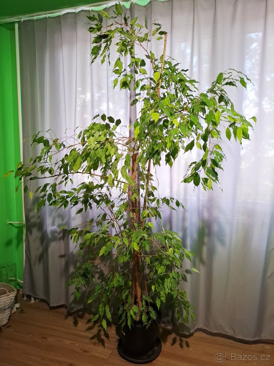 FIKUS BENJAMINA - 2