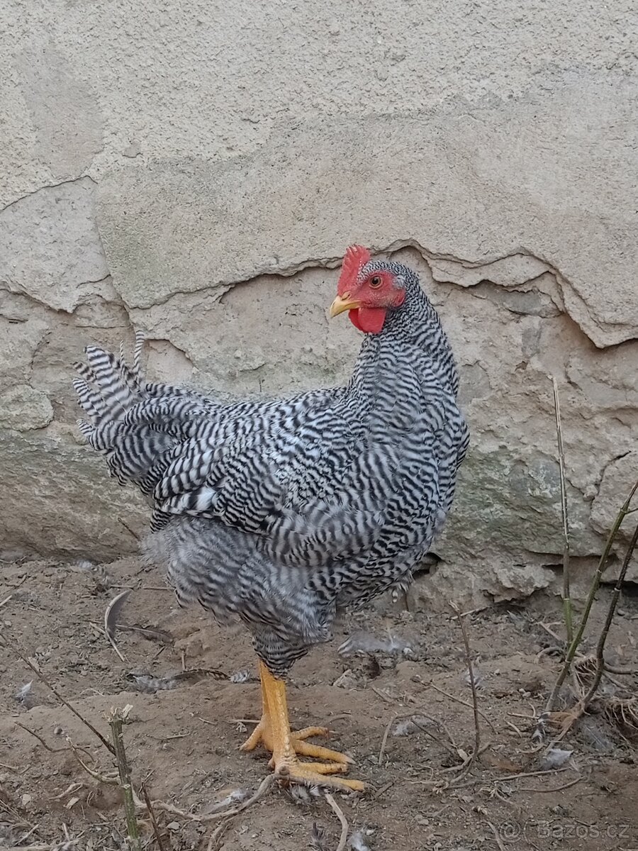 Kohoutek amroks - 2
