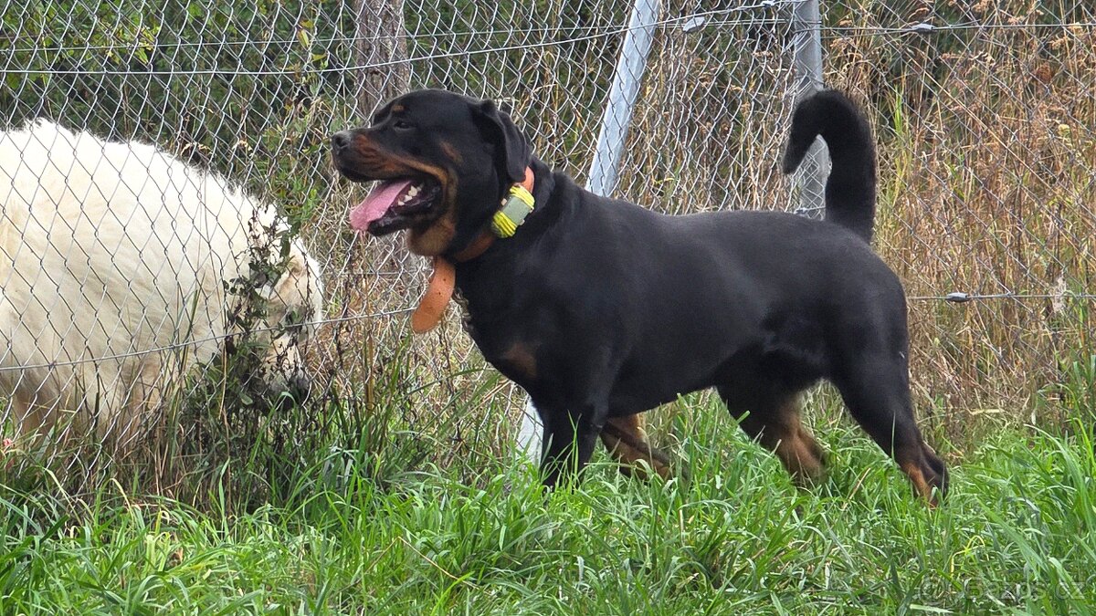 Daruji tříletého RTW - 2