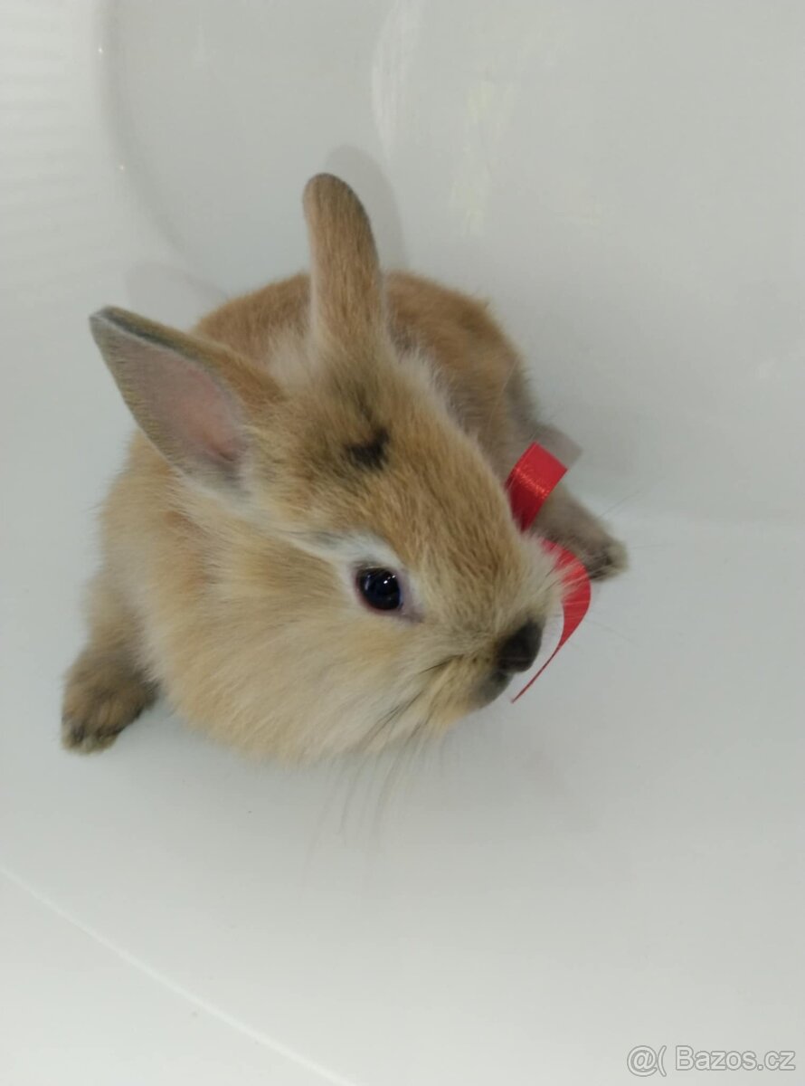 Zakrslý králíček bez PP samička Samatha lvíček - 2