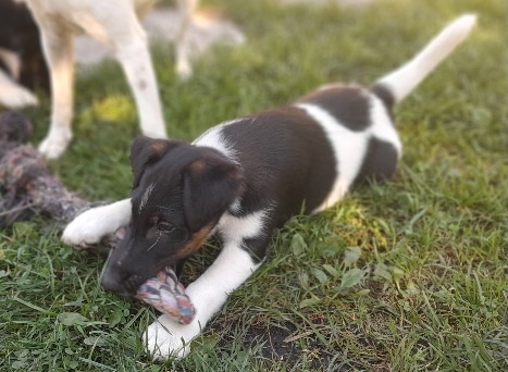 Foxterier hladkosrstý - 2