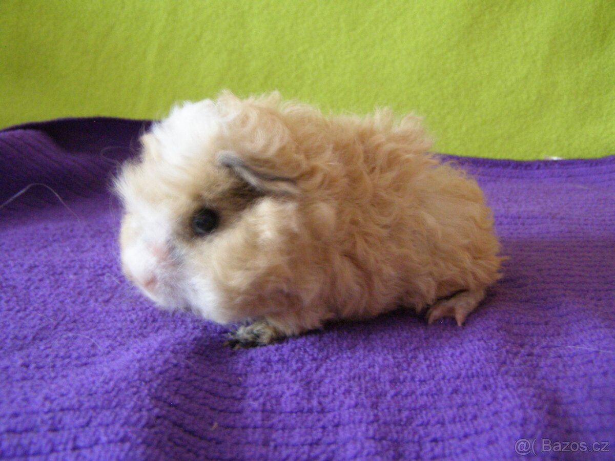 Morče,morčata Peruánec .Lunkarya....z registr.Chs - 2