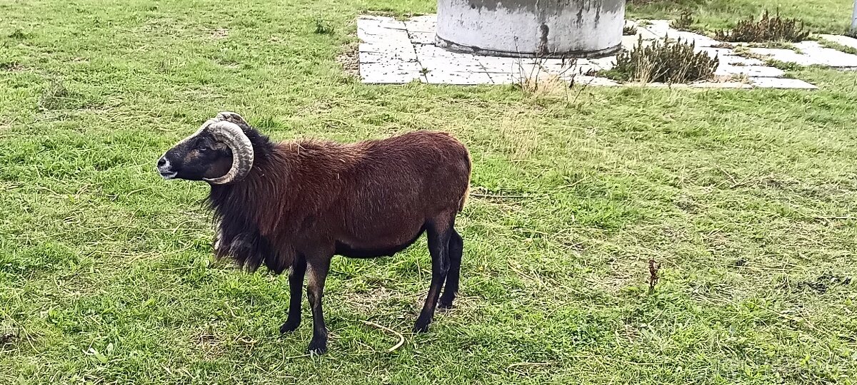 Kamerunský beran linie Galileo , zapsán v plemenné knize. - 2