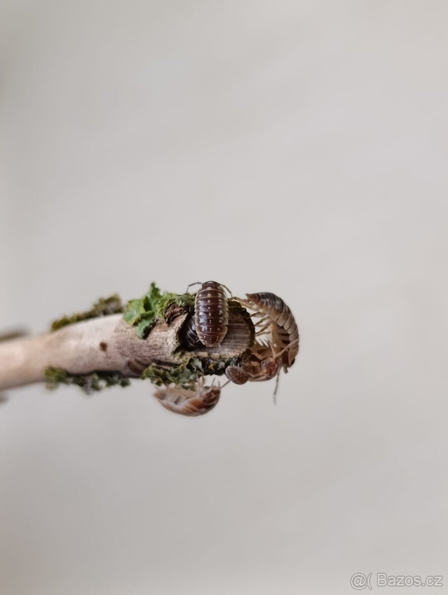 Armadillidium Klugii - 2