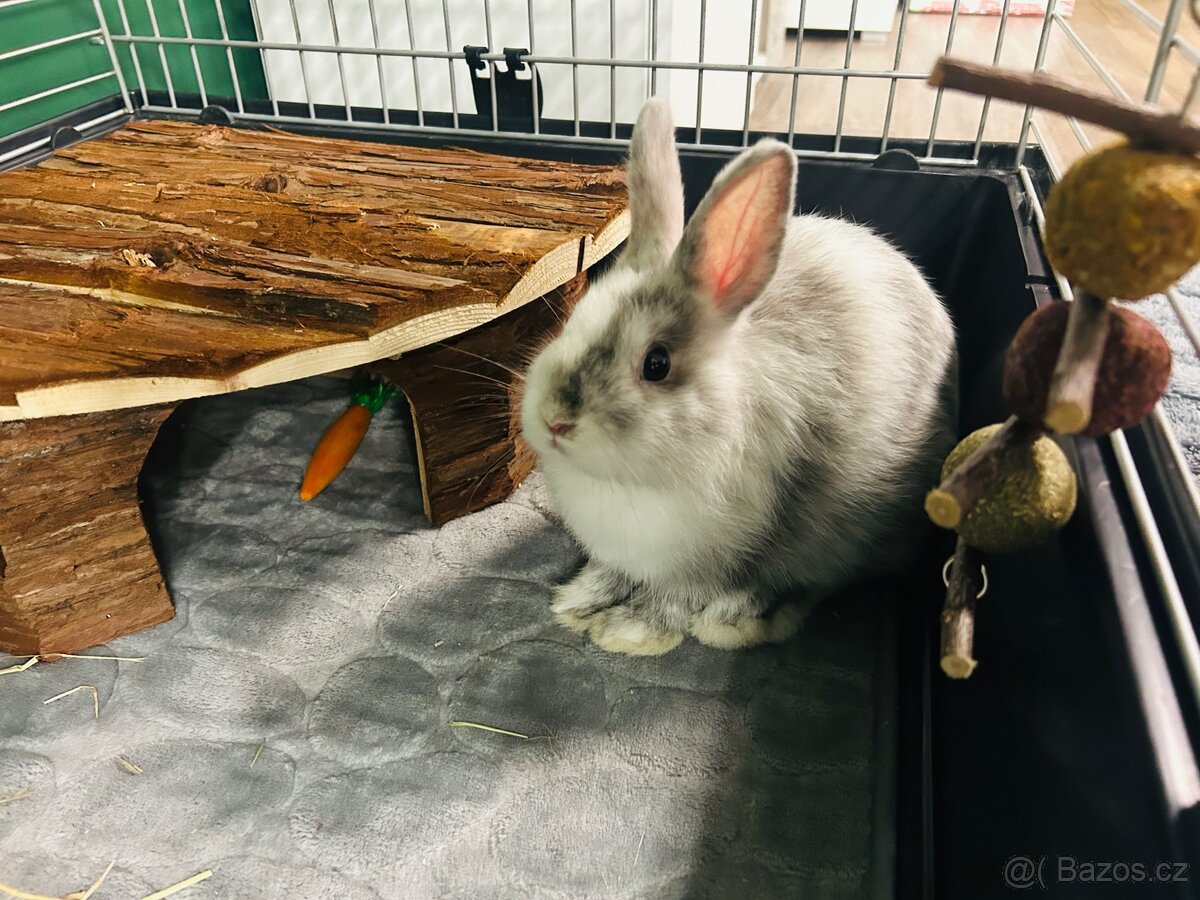 Zakrslý králík - 2