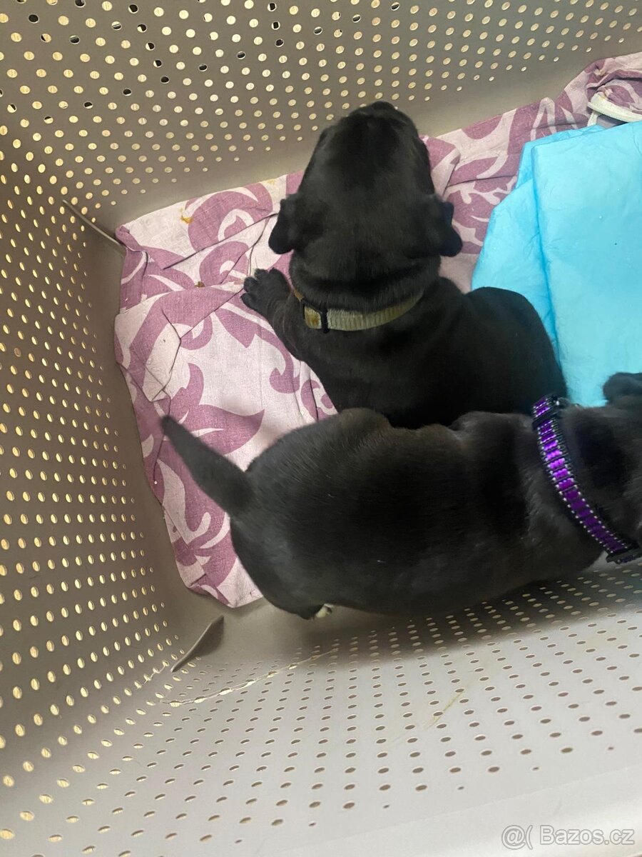 Staforticky bulteriéra - 2