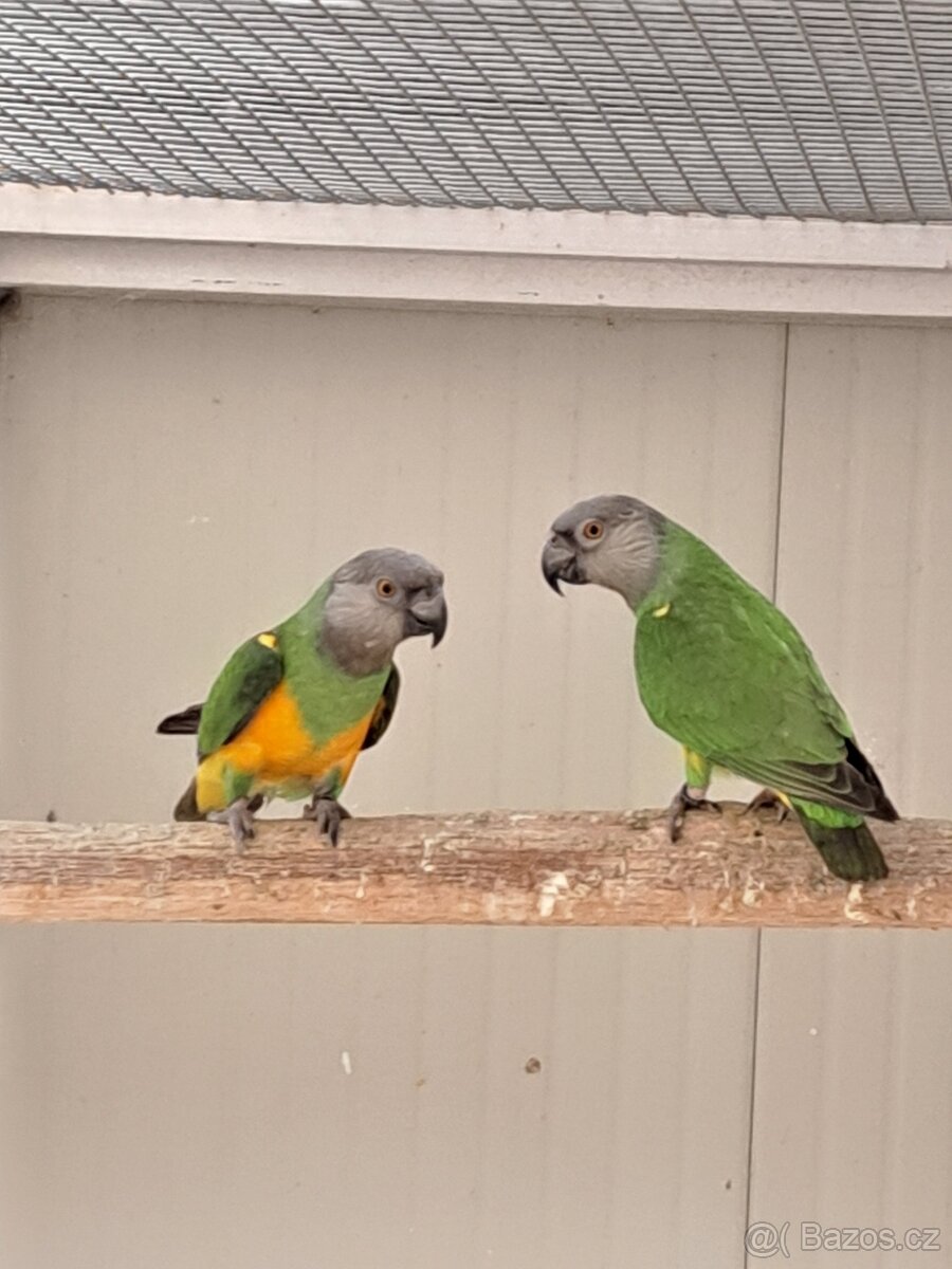 Papoušek senegalský - 2