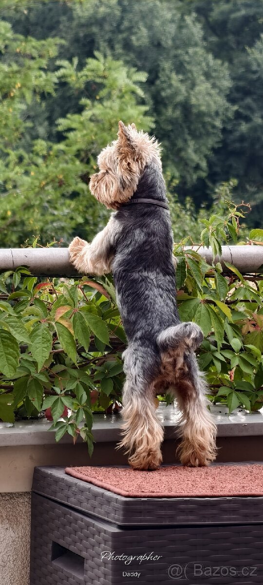 Jorkšírský teriér - 2