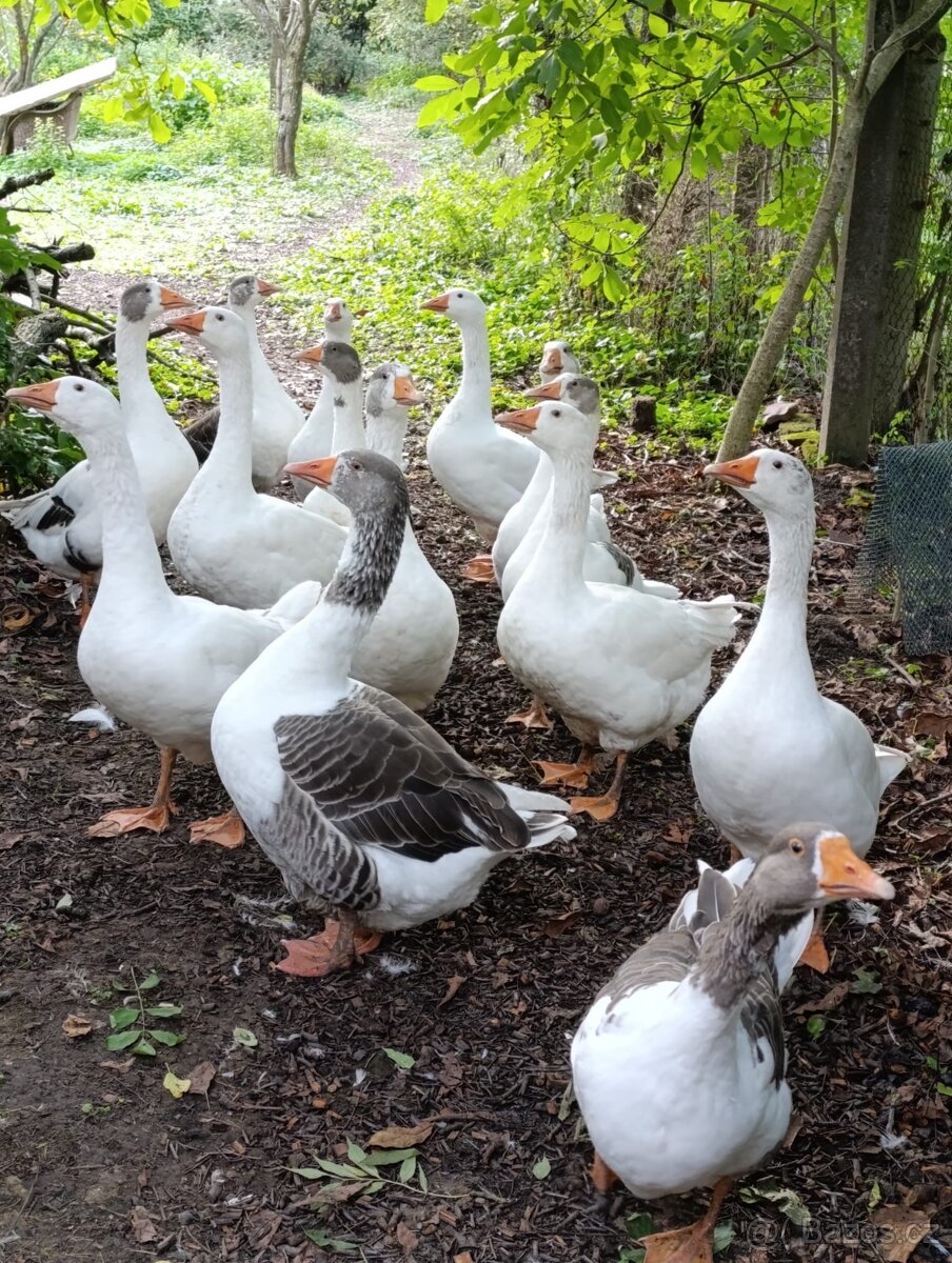 Prodám letošní husy - 2
