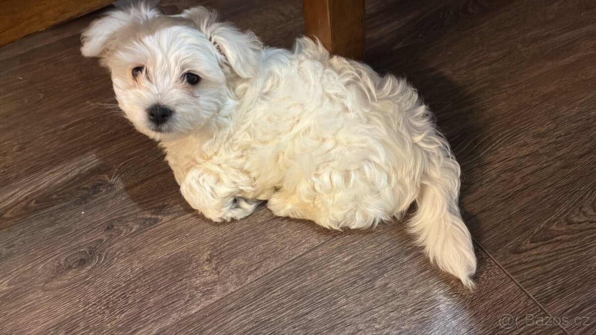 Maltézský psík - 2