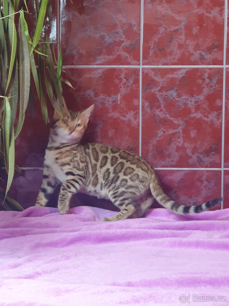 Bengalska kotata po rodičích s pp - 2
