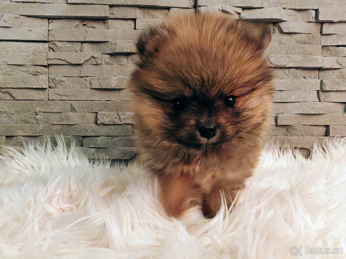 Štěňátko Pomeranian s PP FCI - 2