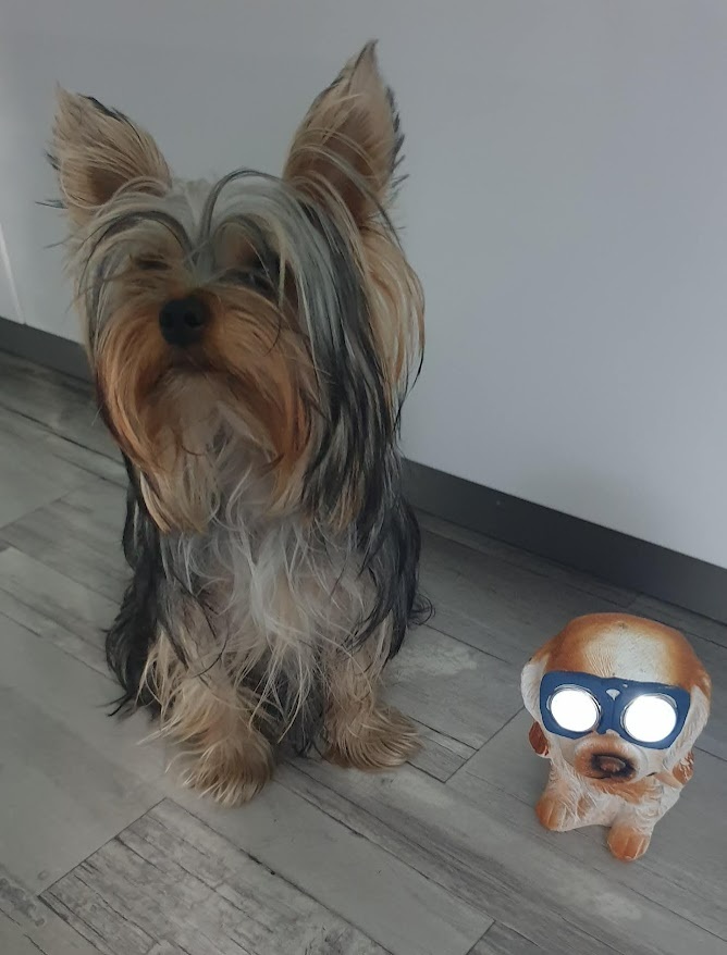 Krytí jorkšírský teriér s PP - 2