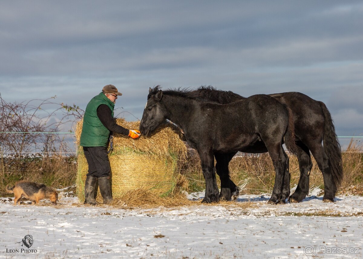 Prodám odstávče percherona - 2