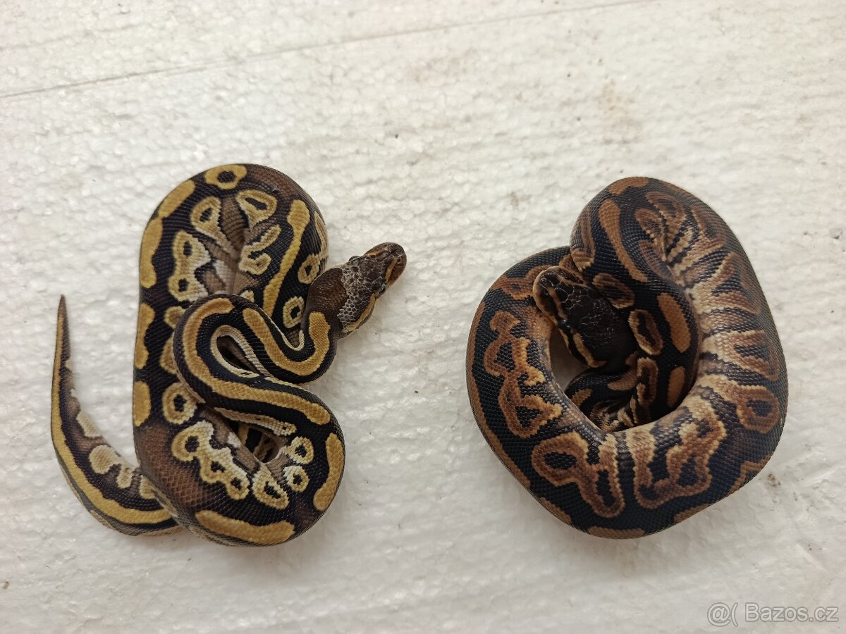 Krajta královská - 2