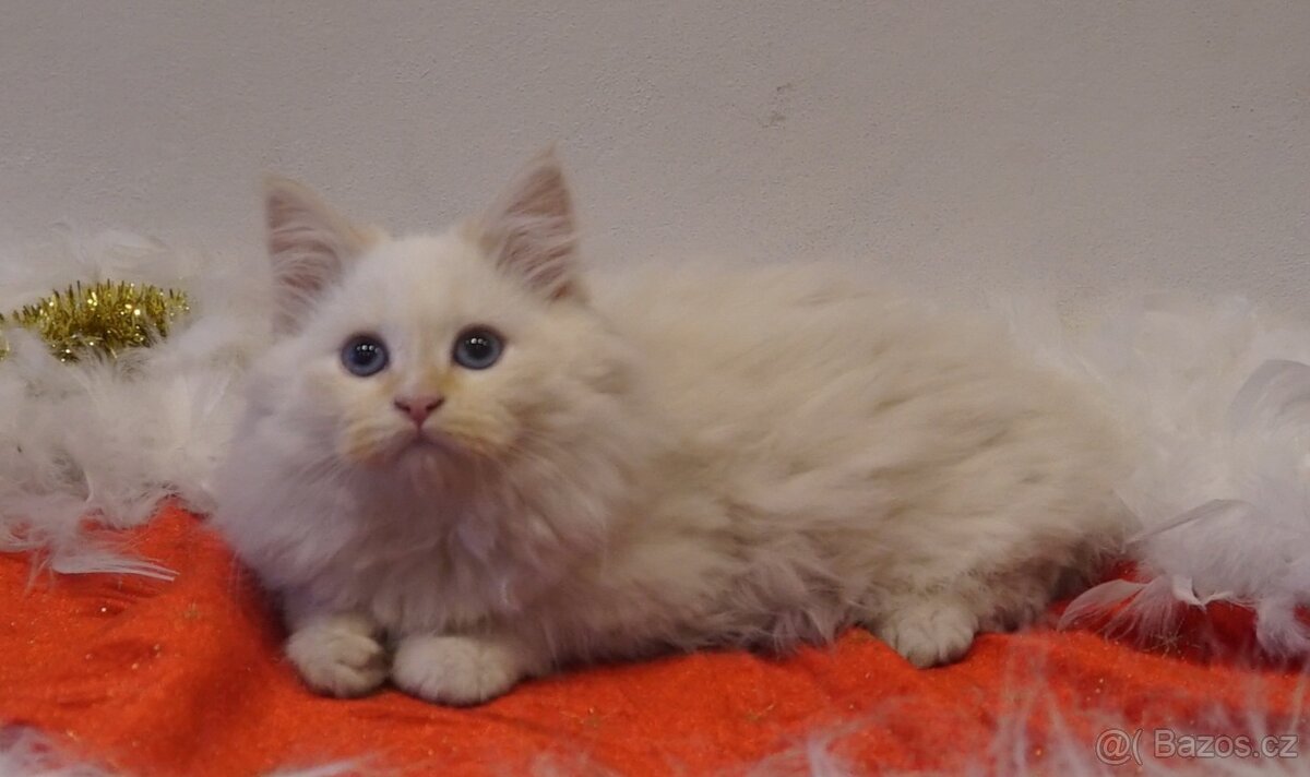 Něvská Maškaráda s PP - 2