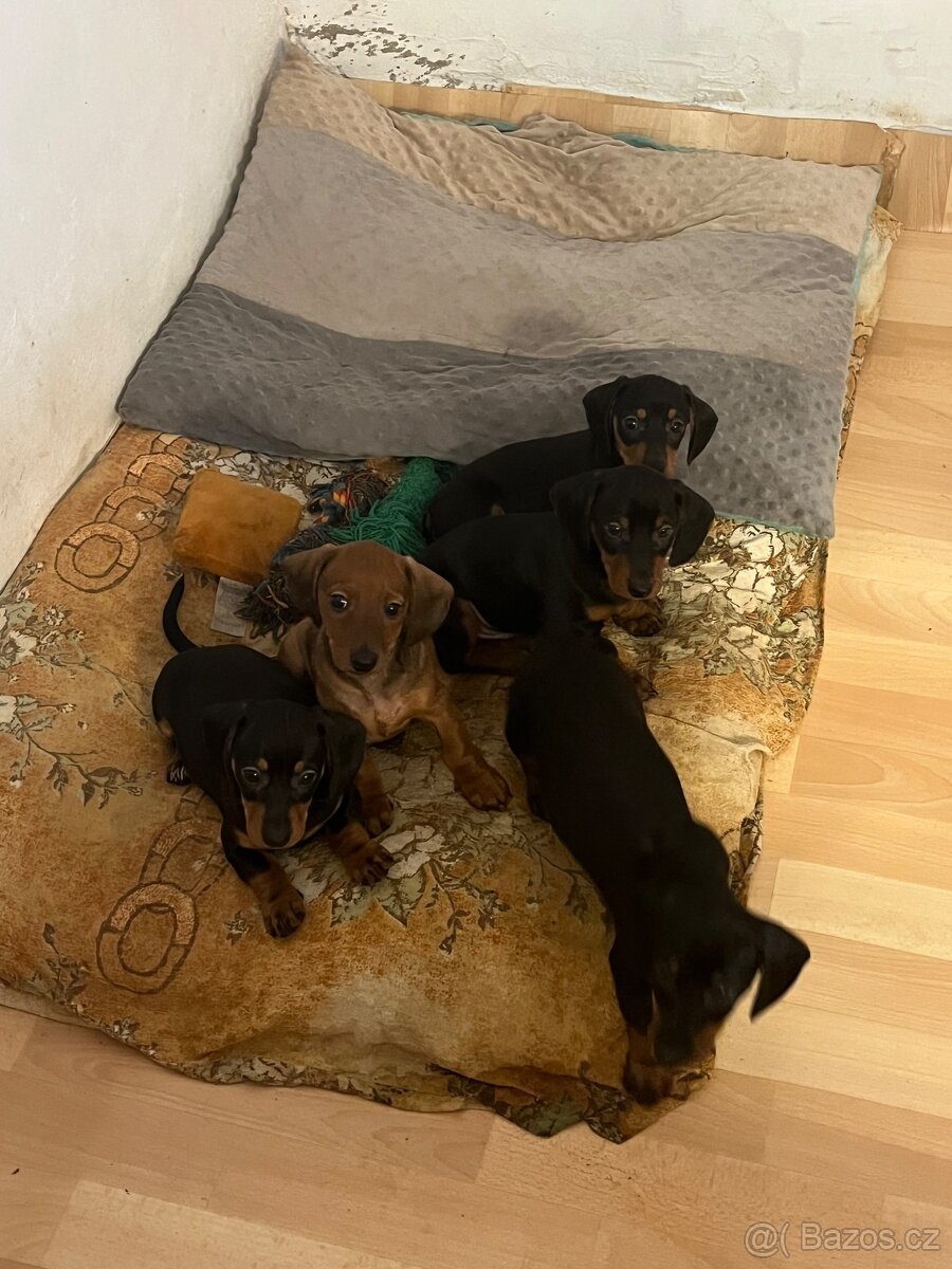 Jezevčík hladkosrstý - 2