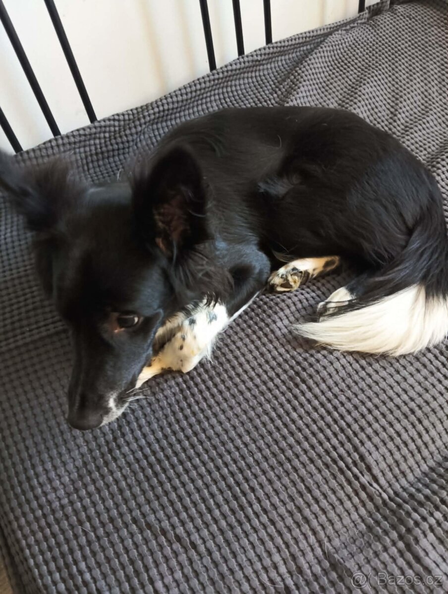 Hodná, chytrá a aktivní Bára - 2