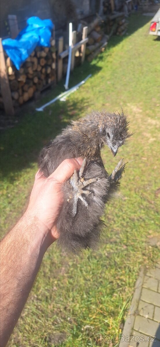 Kohout Hedvábnička zdrobnělá - 2