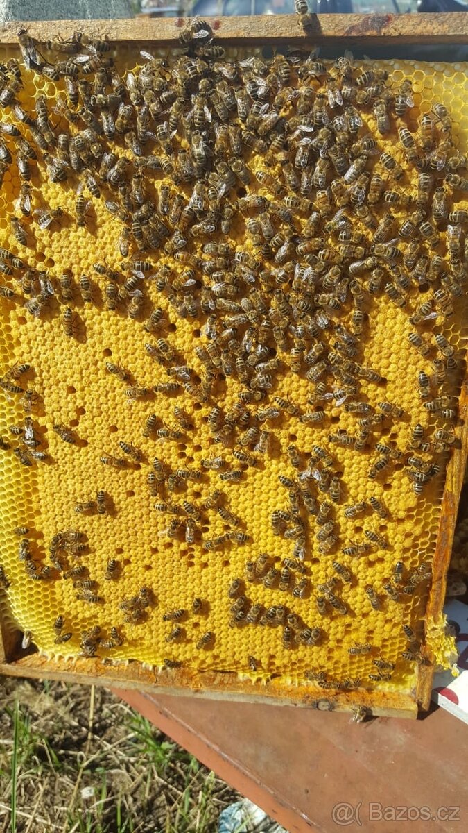 Včely, včelstva, vyzimovana vcelstva - 2