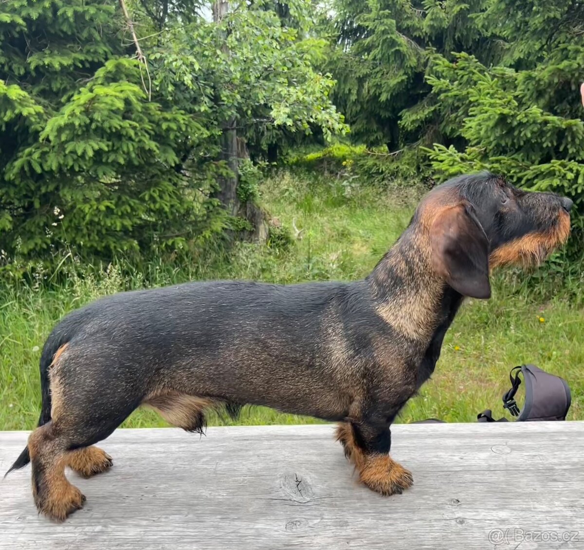 Krytí - drsnosrstý jezevčík standard - 2